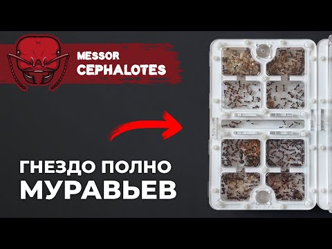 Видео: САМЫЙ БЫСТРОРАСТУЩИЙ МУРАВЕЙ-ЖНЕЦ | Giant African harvester ant | Messor cephalotes