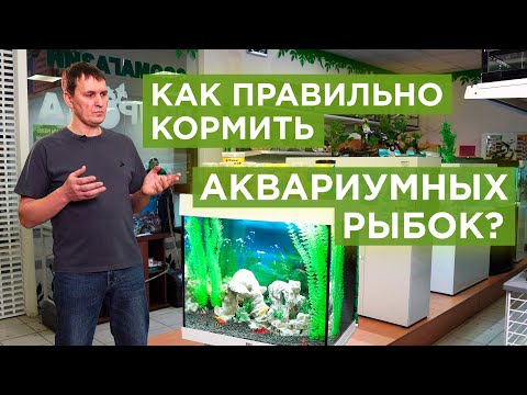 Видео: Как правильно кормить аквариумных рыбок | Советы аквариумиста