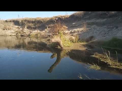 Видео: ВОРОНЕЖСКАЯ КРУГОСВЕТКА. 1 ЧАСТЬ