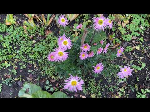 Видео: 10 ноября 2025 г.Цветок о памяти сыночка . ❤️❤️❤️