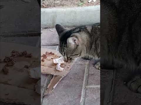 Видео: и кота накормили. опять красивого окраса.....