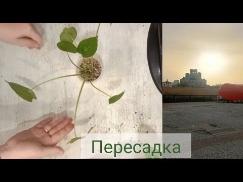Видео: Пересадка фикуса и алоказии 🪴