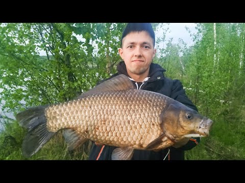 Видео: Нашел ЛОГОВО ГИГАНТСКИХ КАРАСЕЙ! Карась больше 1кг! Большие караси в мае. Рыбалка в Подмосковье 2021