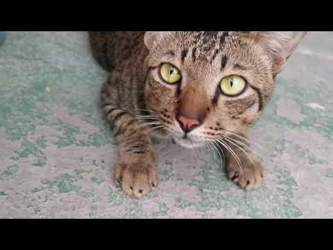 Видео: Интересные факты о котах