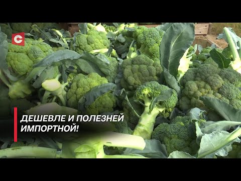 Видео: Её скупают подчистую! Белорусская брокколи произвела фурор у покупателей!