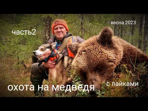 Видео: охота на медведя с лайками. весна2023. часть 2