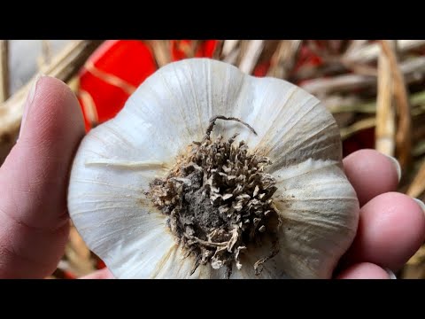 Видео: Сбор и обработка чеснока для длительного хранения