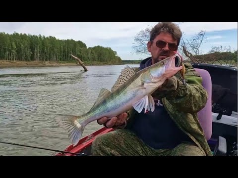 Видео: В ПОИСКАХ СУДАКА . Рыбалка на Оби ( Сузун )  11 сентября 2023г.