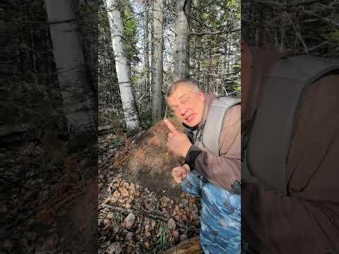 Видео: только в этот время 🕘 #жиза