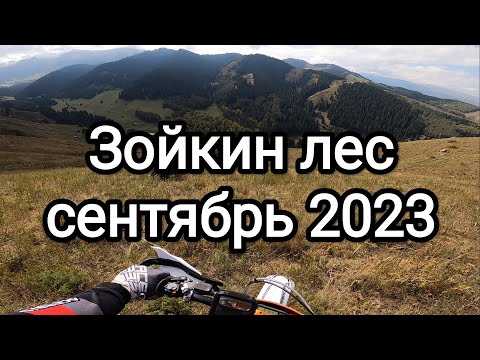 Видео: Зойкин лес. Каскелен. сентябрь 2023