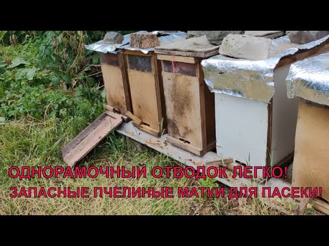 Видео: Запасные пчелиные матки на пасеке личный эксперимент однорамочные отводки☝️