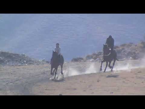 Видео: Конные скачки в с. Анди, 23.02.2014 г.