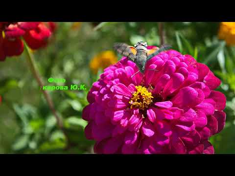 Видео: Кудчах ( Къучагъар)