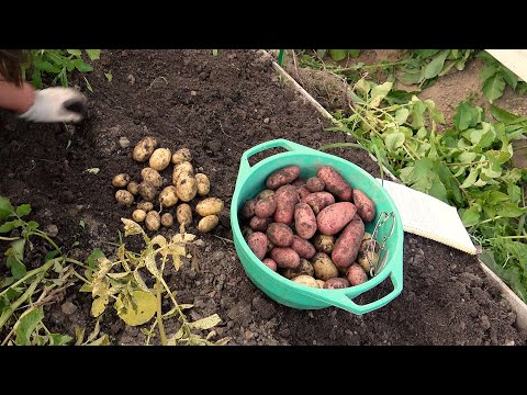 Видео: Обзор картофеля  Продолжение