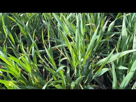 Видео: Чи обприскувати пшеницю озиму гербіцидом зараз? І яким?