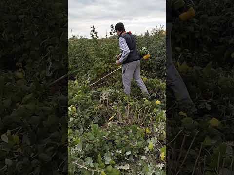 Видео: Сезон малинових саджанців відкрито