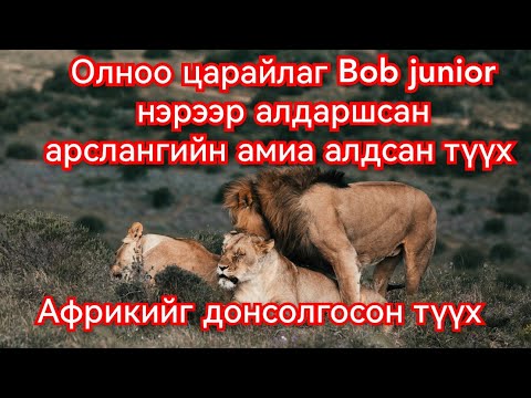 Видео: Африкийн царайлаг арслан Bob Junior ийн түүх. Goy tuuh Mongol heleer kino barimtat түүх соёл 2024
