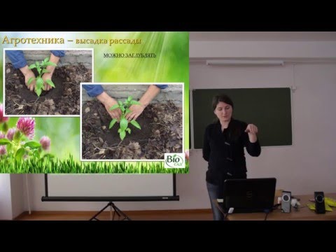 Видео: Выращивание перцев и баклажан