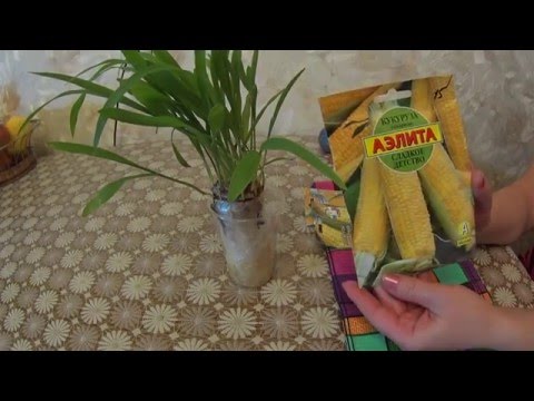 Видео: РАССАДА КУКУРУЗЫ БЕЗ ЗЕМЛИ!