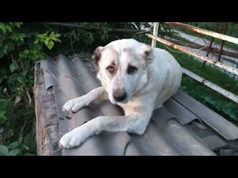 Видео: #алабай #сао 🐶 Жизнь алабаев 🦴