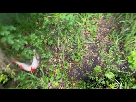 Видео: НА ЛЮБОГО ХИТРОГО ОКУНЯ ЕСТЬ ВОБЛЕР С РЕЗЬБОЙ!😉