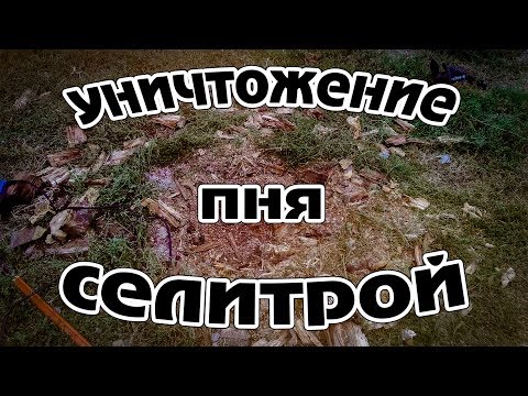 Видео: Уничтожение пня аммиачной селитрой