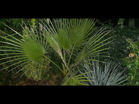 Видео: Ростовские пальмы(18. 10. 2020) коллекция Сергея Яблокова