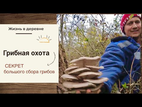 Видео: Секрет  большого сбора грибов #семейныесекреты #влог #жизньвдеревне #нашибудни #семейныеистории 