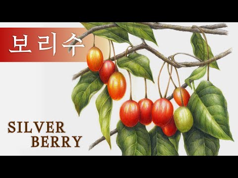 Видео: [Рисунок фруктов и овощей] Рисунок серебристой ягоды цветными карандашами № 104-2