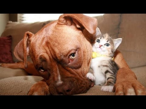 Видео: Самые смешные животные / Приколы с котами и собаками 2021 #19