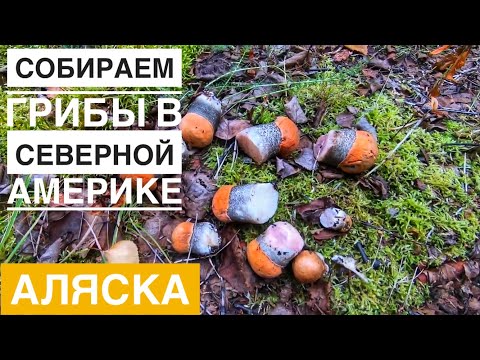 Видео: Собираем Грибы в Северной Америке Тихая Охота в Штате Аляска Какие Грибы Собираем Mushroom Hunting