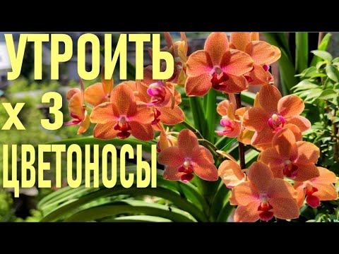 Видео: ТОЛСТЯНКА, ЖИВОЕ ДЕРЕВО ДЛЯ ОРХИДЕЙ! ЛЕЧЕНИЕ СТВОЛОВОЙ ГНИЛИ ОРХИДЕИ СОКОМ ТОЛСТЯНКИ! РЕЗУЛЬТАТ👍👍👍