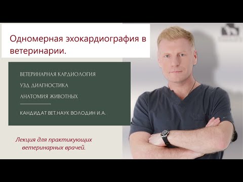 Видео: Одномерная ЭХОКГ в ветеринарии