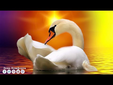 Видео: Сборник ЛУЧШИХ Мелодий от которых мурашки по телу! музыка 2023! Музыка для Лечебная Снятия Стресса#3