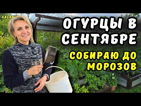 Видео: Что я Делаю с Огурцами Осенью, чтобы они плодоносили дальше / Cекрет Продолжения Урожая. @galabum