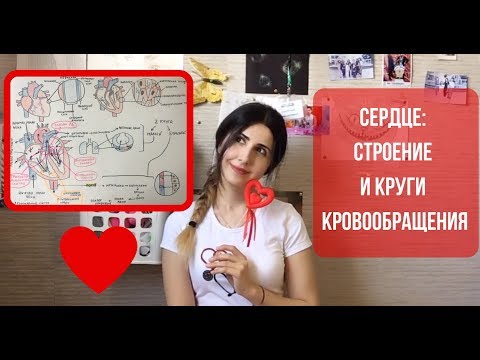 Видео: СЕРДЦЕ: Основы его строения и круги кровообращения