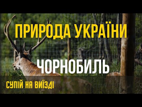 Видео: Чорнобиль. Прип'ять. Чорнобильський заповідник. Супій на виїзді.