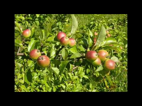 Видео: Жаратылыстану 4 сынып Ауаның маңызы қандай