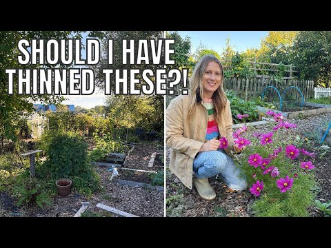 Видео: СТОИТ ЛИ МНЕ ПРОРЕЖИВАТЬ ИХ? / САДОВОДСТВО ПРИусадебных участков в Великобритании