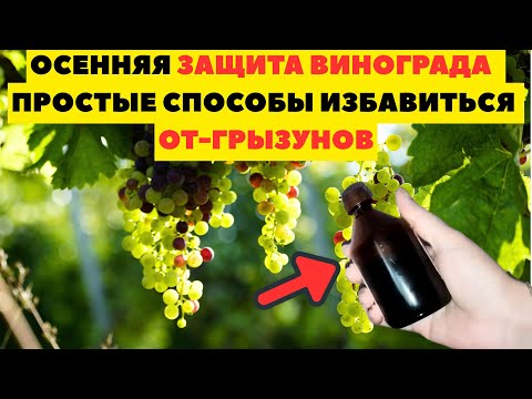 Видео: ОСЕННЯЯ ЗАЩИТА ВИНОГРАДА 🍇 — ИЗБАВЬСЯ ОТ ГРЫЗУНОВ НАВСЕГДА!