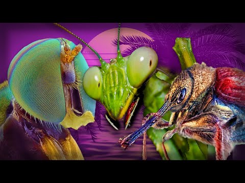 Видео: ХОТЛАЙН МАКРОМИР