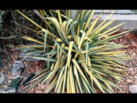 Видео: Вічнозелені кущі та багаторічники мого саду. Частина 1