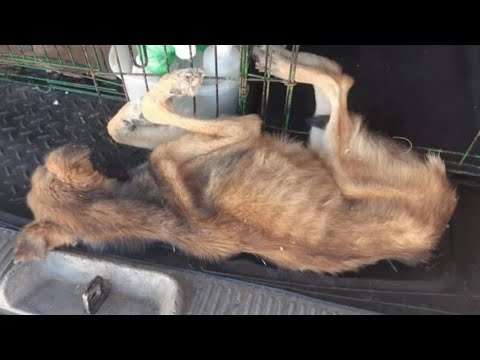 Видео: Он ел тушу другой собаки, чтобы выжить, но то, что произошло дальше, разобьёт вам сердце!