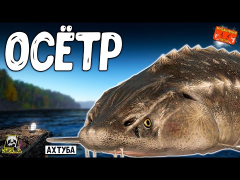 Видео: 🔴 РР4/ рыбалка для души, ловим как универсал, общаемся 02.11.2025