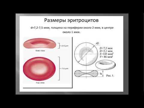 Видео: 11:30-13:00 Патофизиология системы крови  Анемии