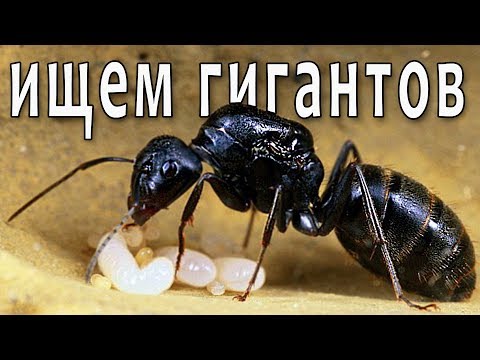 Видео: Ищем муравьёв-гигантов! Похождения за кампонотусами (Camponotus vagus и другие) В поисках маток 2.2