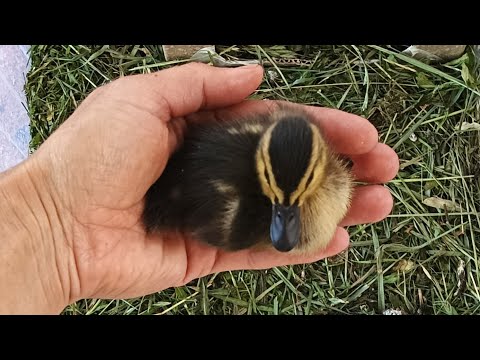 Видео: Как вырастить дикого утенка дома. Кормление содержание диких утят в домашних условиях