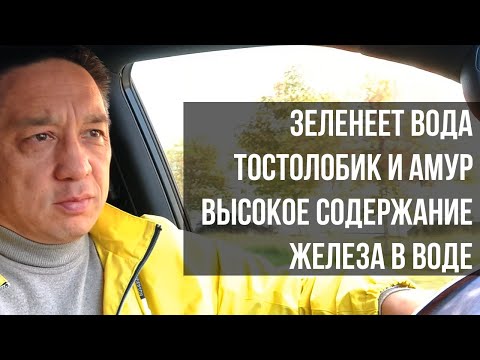 Видео: Ответы на вопросы. Почему зеленеет вода в пруду? Помогут ли толстолобик и амур в очистке пруда и др.