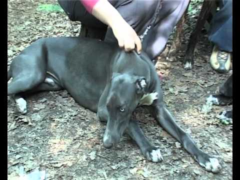 Видео: Представляем породу - ГРЕЙХАУНД