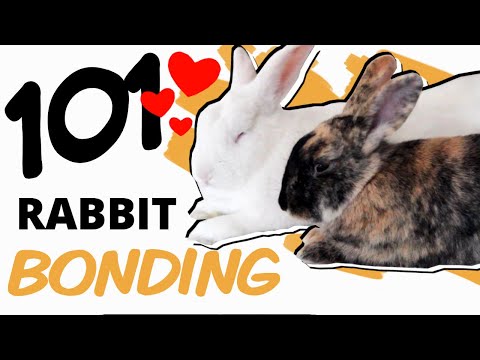 Видео: Руководство для начинающих по приручению кроликов